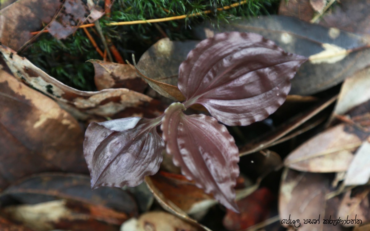 Malaxis discolor (Lindl.) Kuntze